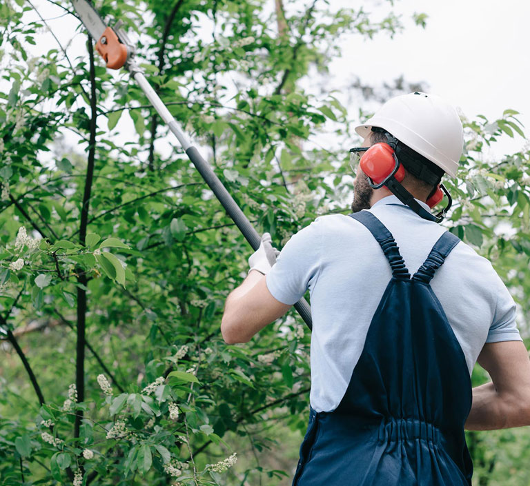 Tree Service pic
